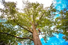 Best Lawn Maintenance Plans  in Pleasureville, KY