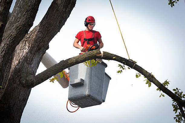 Best Hedge Trimming  in Pleasureville, KY