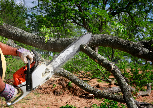 Best Fruit Tree Pruning  in Pleasureville, KY